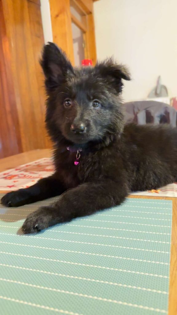 Angel dark Wolf In The Veins