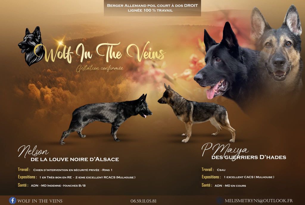 Chiots disponibles,nés le 29 septembre 2025